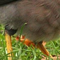 Minah Bird Nua